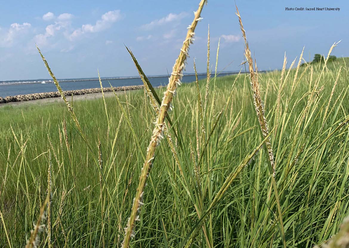 Living Shoreline Stratford Point Spartina