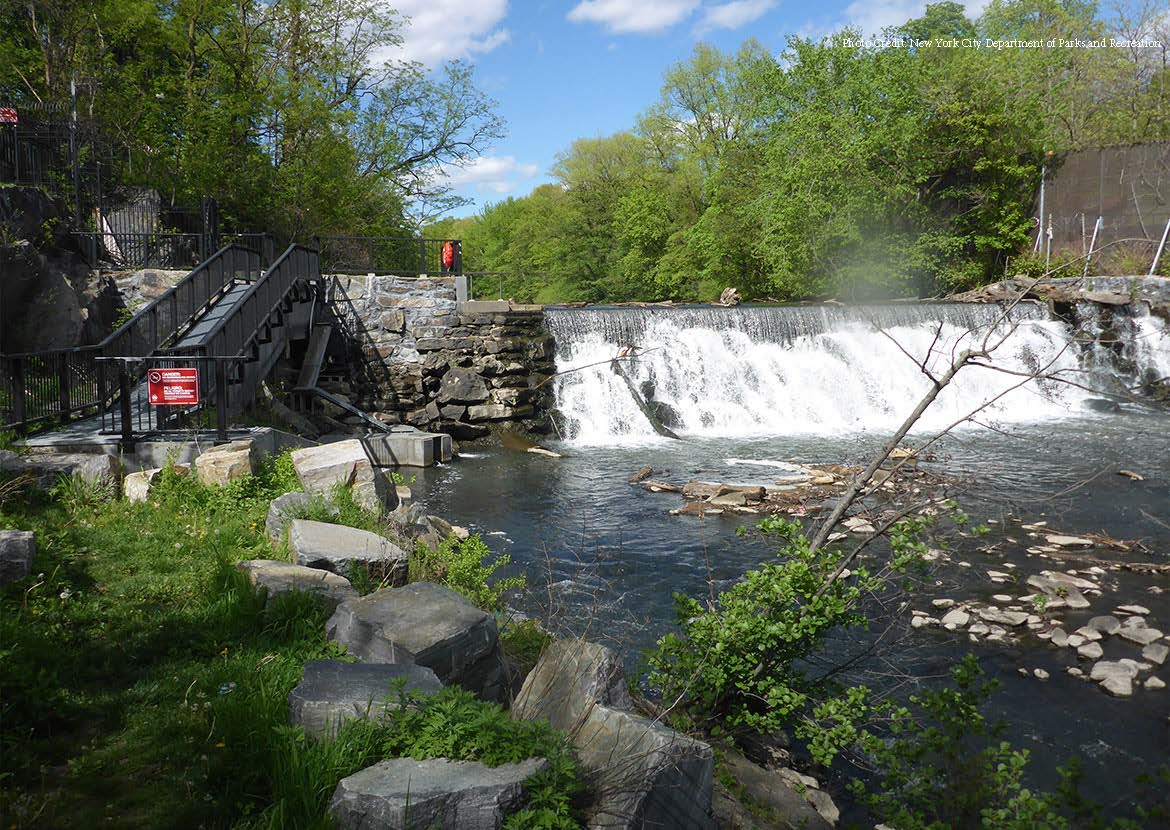 Bronx River Fish Passage Photos Credit: New York City Department of Parks and Recreation