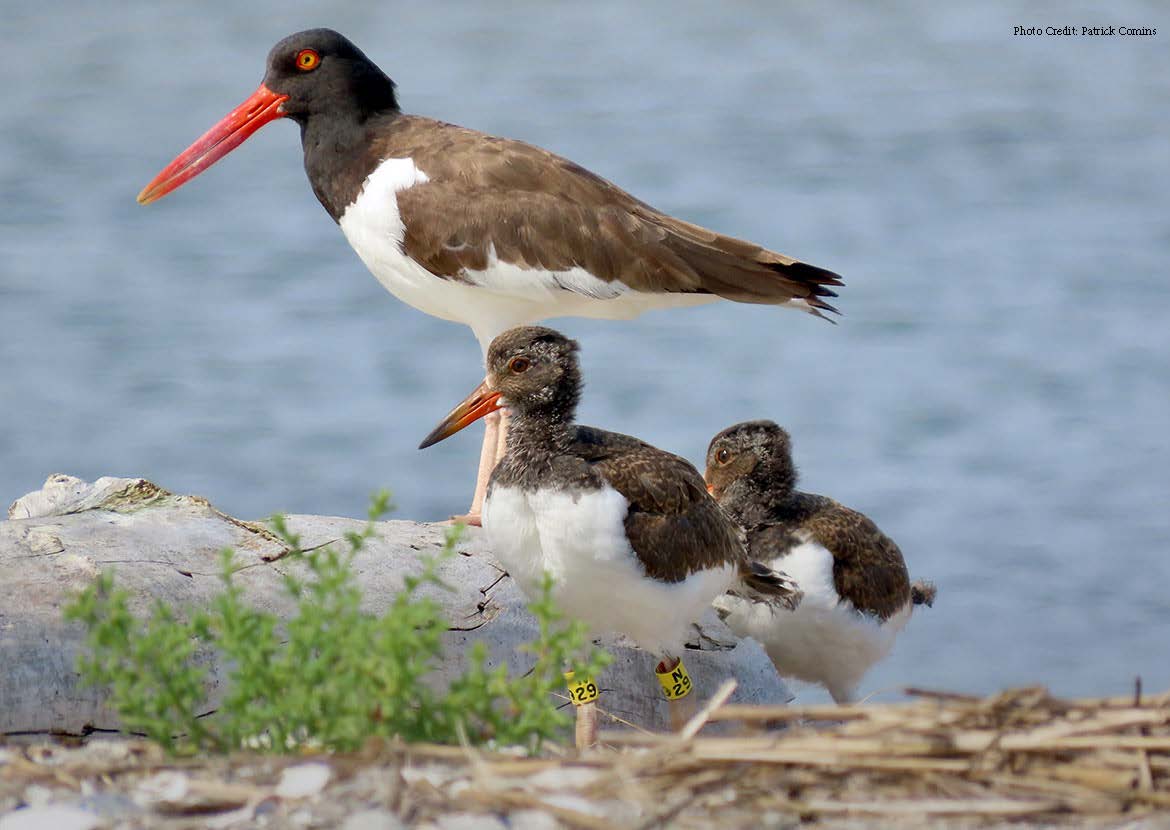 American Oyster Catcher